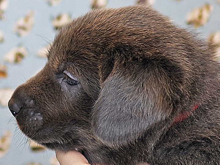 chinook puppy